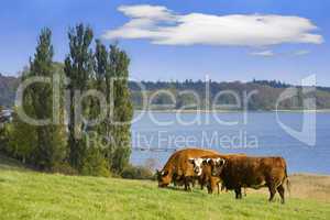 Cows on meadow