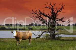 Cow on meadow