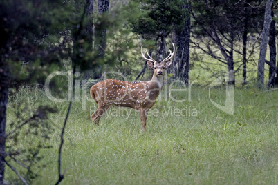 Deer Spotted Stag in forest cover