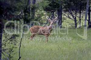 Deer Spotted Stag in forest cover