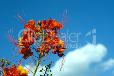 Flower red against blue sky and clo