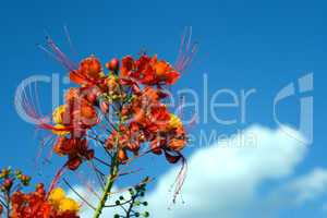 Flower red against blue sky and clo