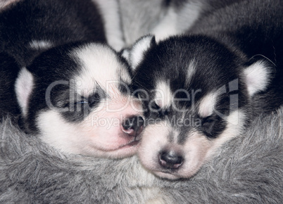 Husky Puppies