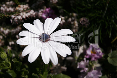 White Flower