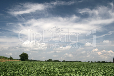 Green field and blue sky and white