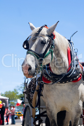 Pardade Horse