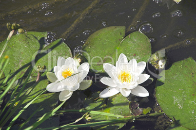 White Water Lilly in Garden Pond