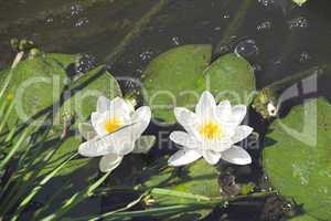 White Water Lilly in Garden Pond