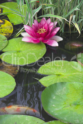 Pink Water Lilly