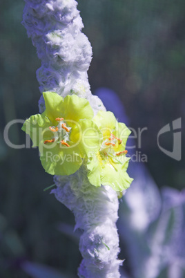 Verbascum Bombyciferum