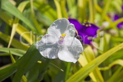 Tradescantia X Ander Innocence