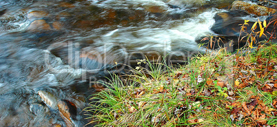 Grassy Stream Bank , Fall Leaves