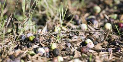 Fallen olives on the ground