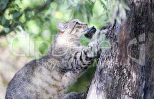 Tabby cat using an olive tree as a