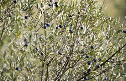 Ripe olives on olive tree