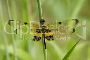 Dragonfly, top view