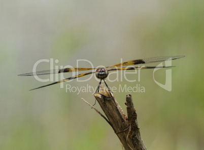 Dragonfly, front view