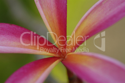 Young leaf of plumeria