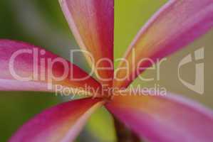Young leaf of plumeria