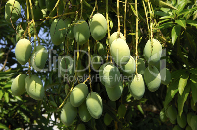 Green Mango fruits
