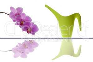 Modern watering can and orchid twig