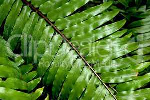 Cycad Frond; Primitive Plant