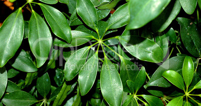 Palmately Compound Leaves