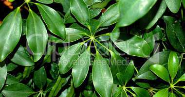 Palmately Compound Leaves