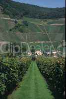 Mosel vineyards Germany