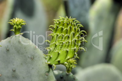 Cactus new growth