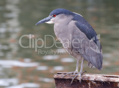 Black-Crowned Night Heron