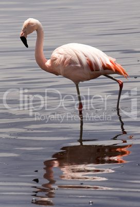 Chilean Flamingo, Lake Chungara,