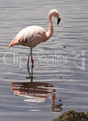Chilean Flamingo, Lake Chungara
