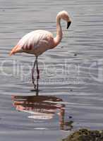 Chilean Flamingo, Lake Chungara