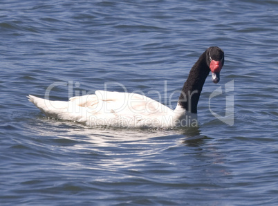 Black Necked Swan, Lake Villarrica