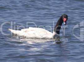 Black Necked Swan, Lake Villarrica