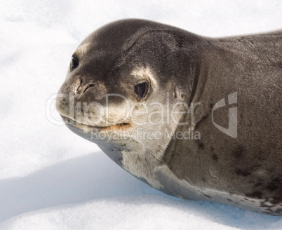 Seal, San Rafael Glacier, Chile