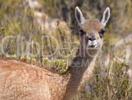 Vicuna, Lauca National Park, Chile
