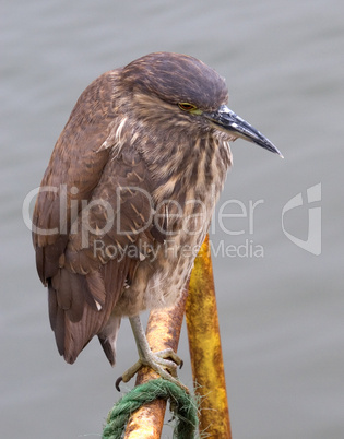 Black-Crowned Night Heron