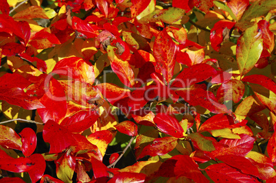 Autumn foilage, beech