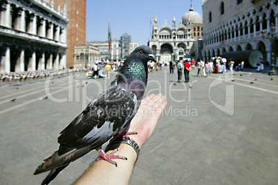 The photographer feeding the pigeon