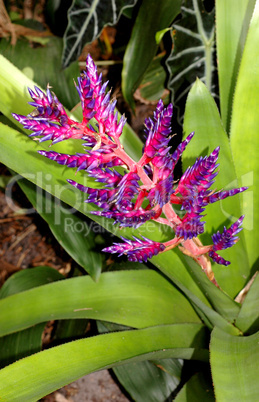 Bromeliad Plant