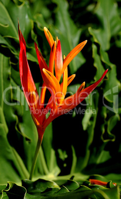 Heliconia Flower, Parrot Flower