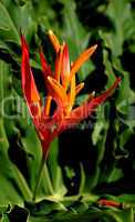Heliconia Flower, Parrot Flower