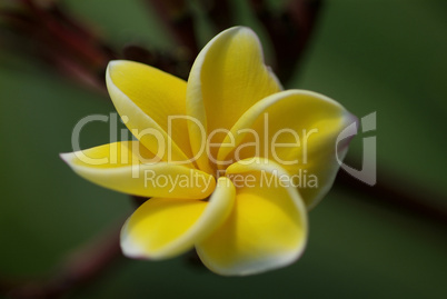 Yellow leaves of plumeria