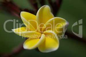 Yellow leaves of plumeria