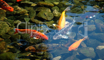 Koi, Goldfish Pond
