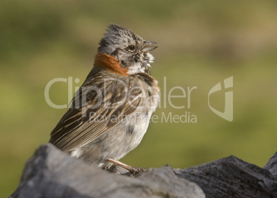 Rufous Collared Sparrow, Chile