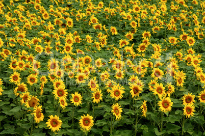 Field of sun flowers