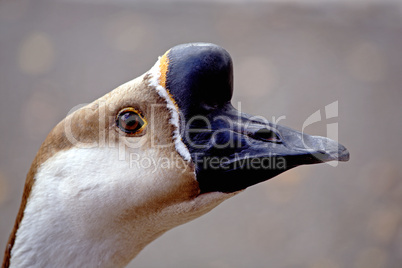 Goose warts